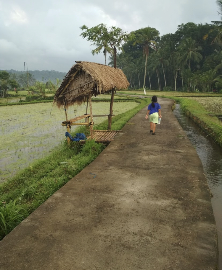 Abian Desa Rice Terrace