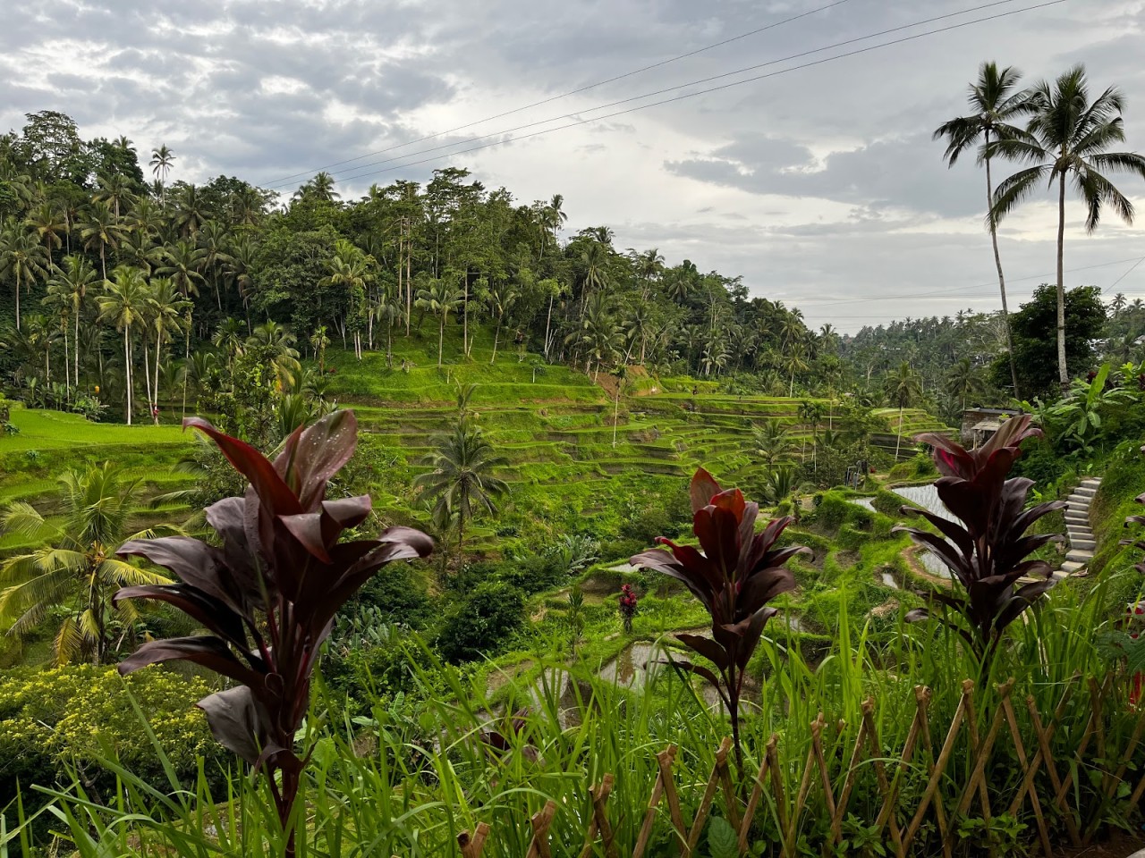 Abian Desa Rice Terrace