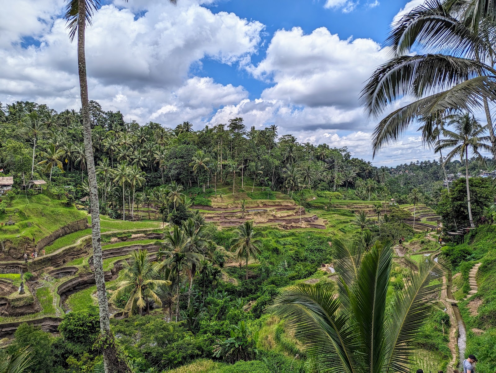 Walking route Abian Desa Rice Terrace 104348