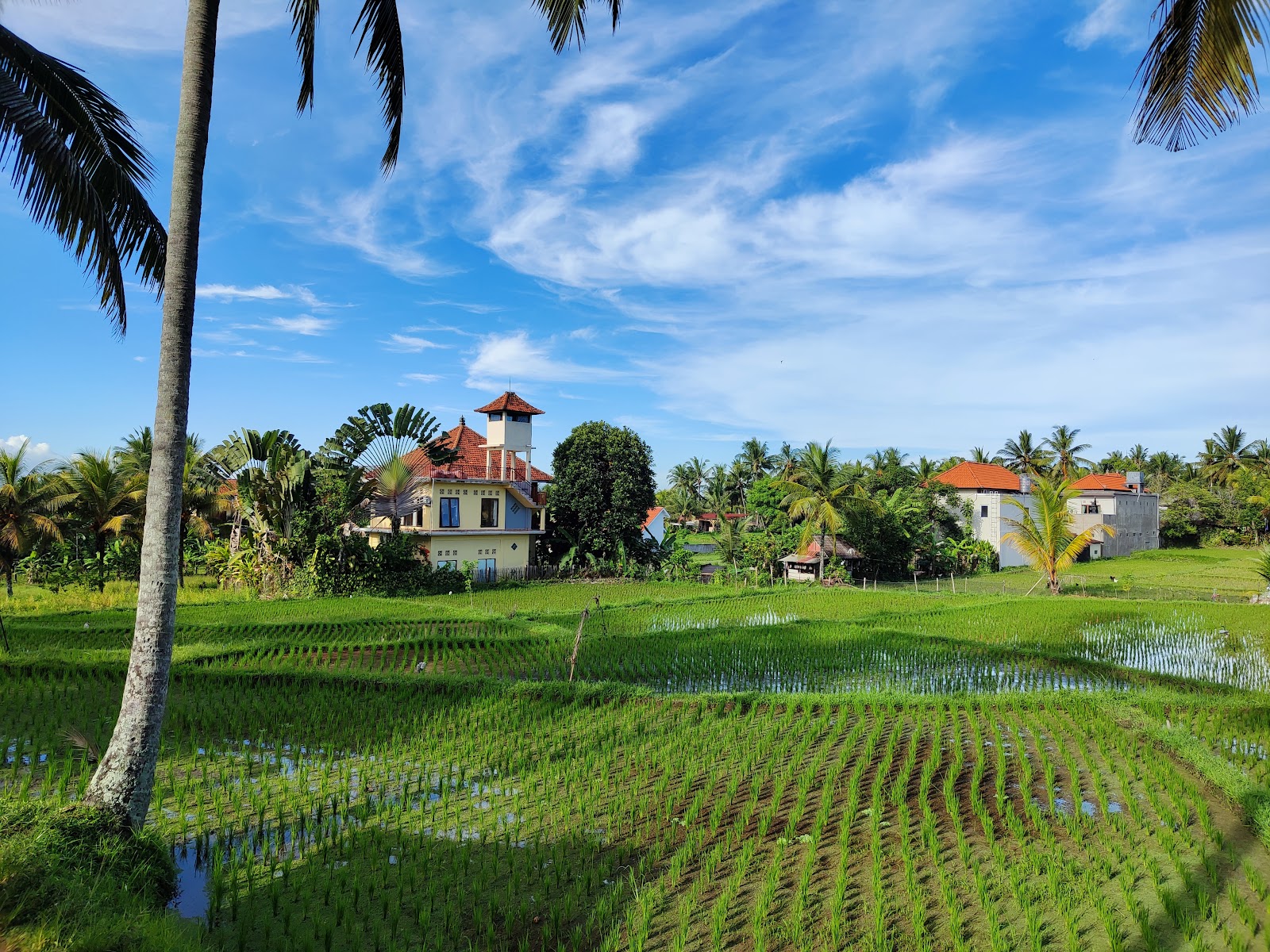 Walking route Subak Juwuk Manis Rice Fields Walk 100384