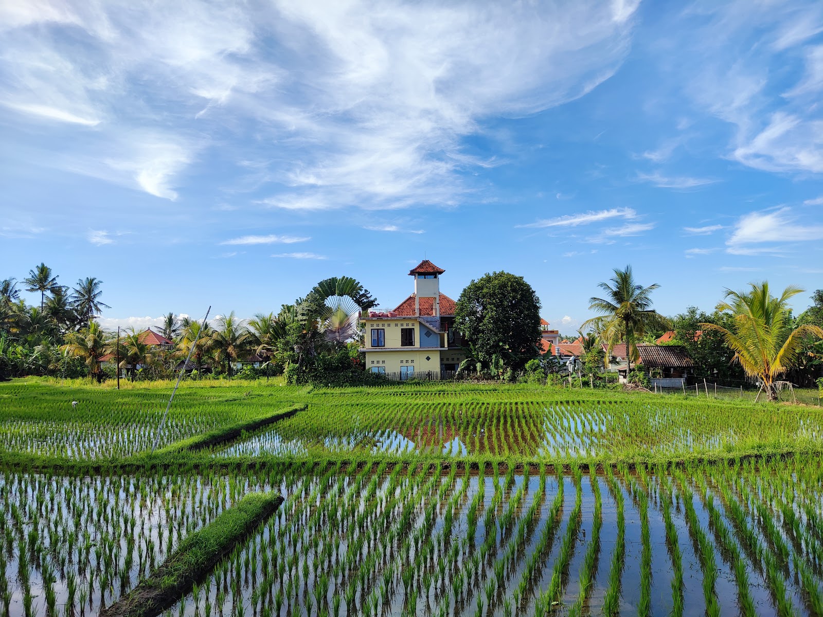 Walking route Subak Juwuk Manis Rice Fields Walk 100387