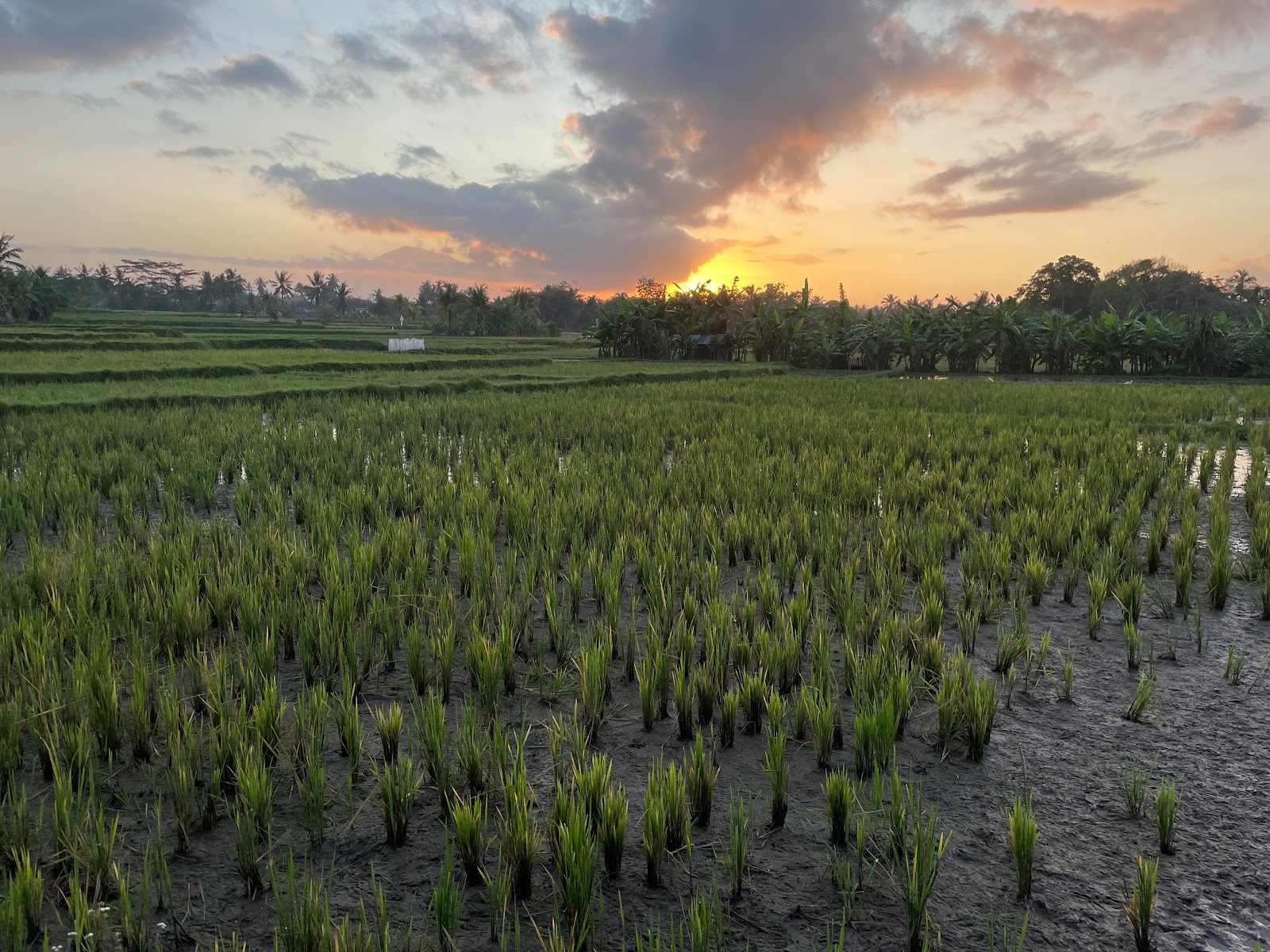 Subak Juwuk Manis Rice Fields Walk