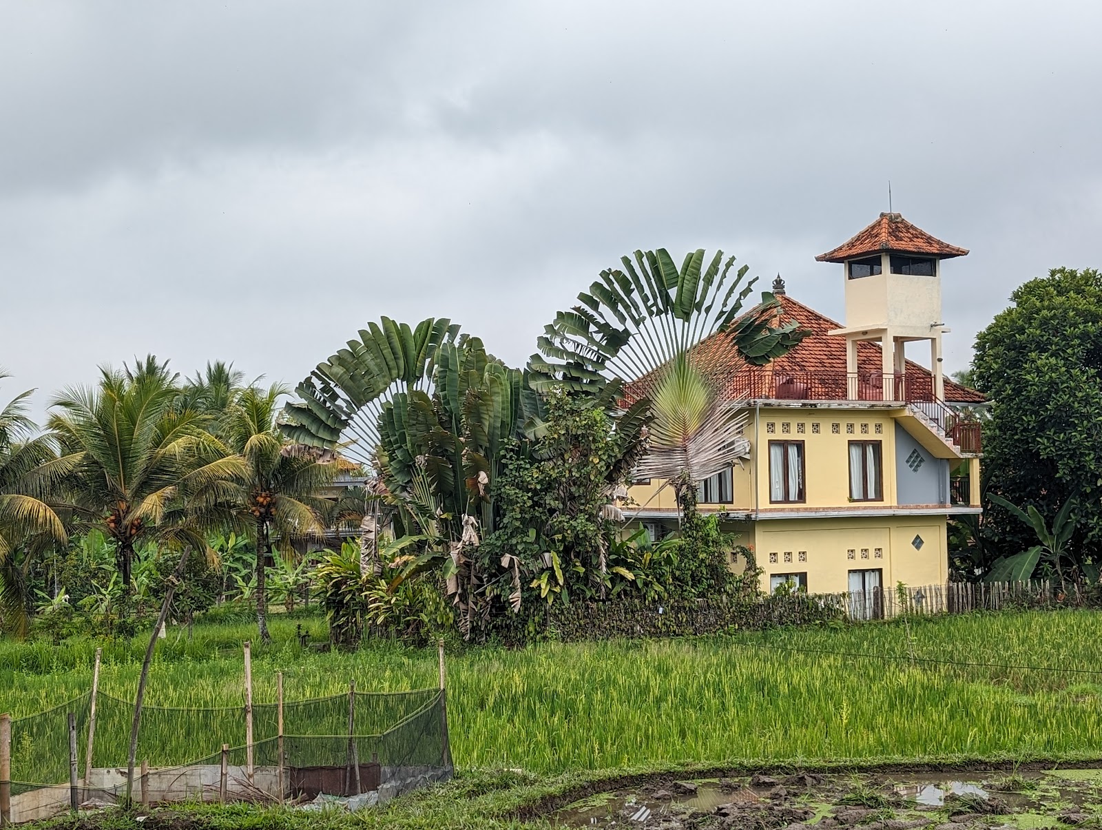 Walking route Subak Juwuk Manis Rice Fields Walk 100386