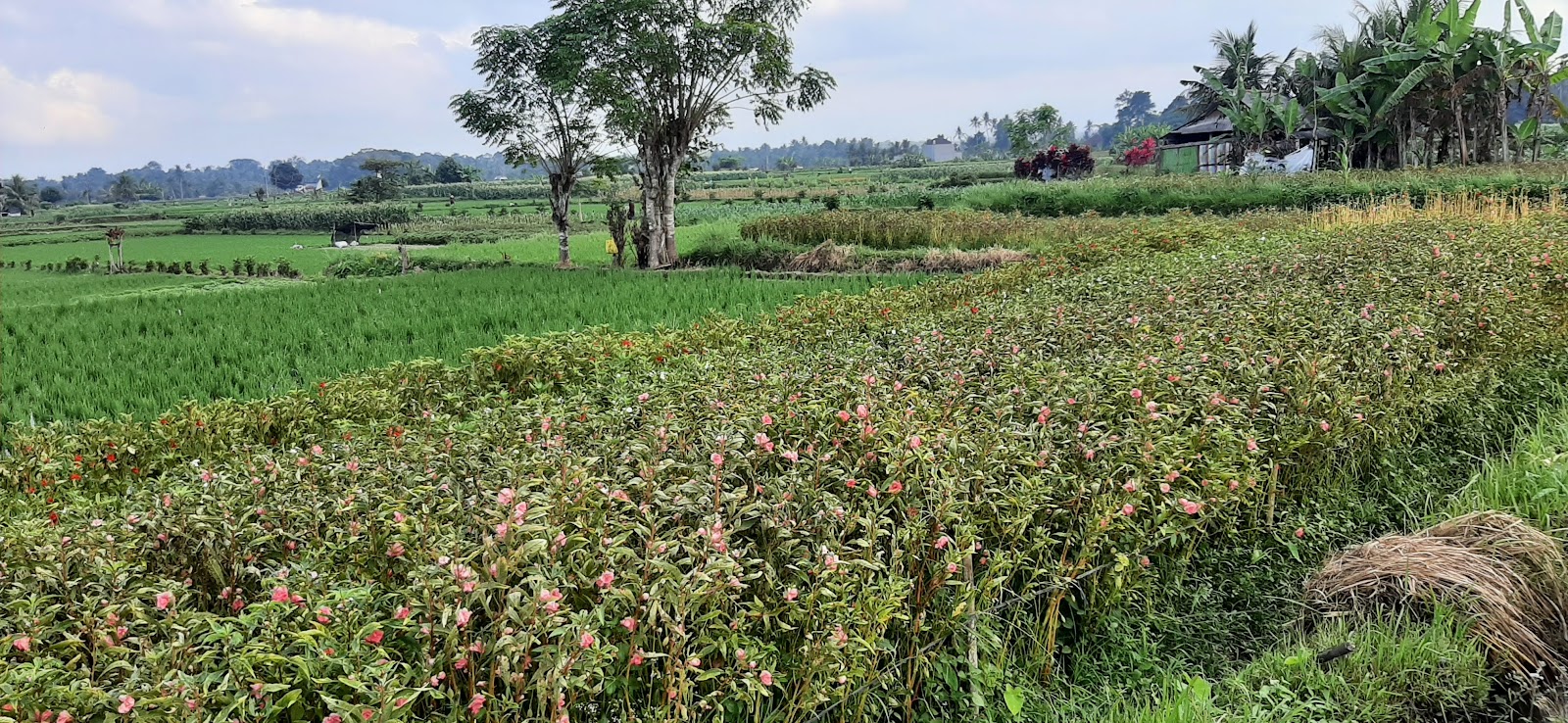 Subak Juwuk Manis Rice Fields Walk