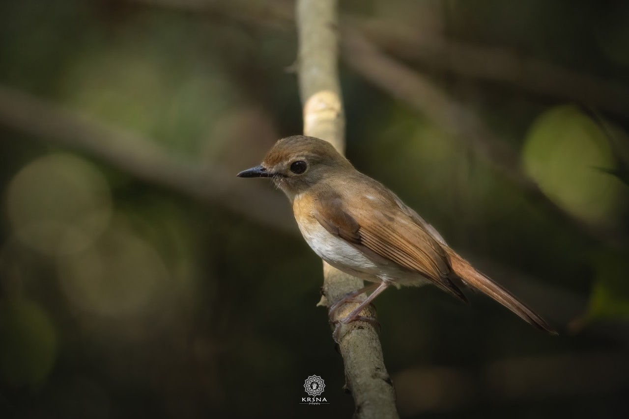 Belatungan Hide by Sriwijaya Camera