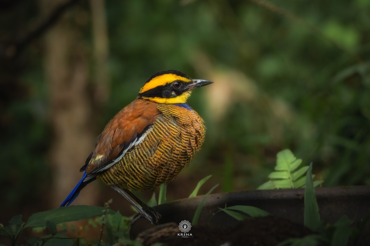 Belatungan Hide by Sriwijaya Camera