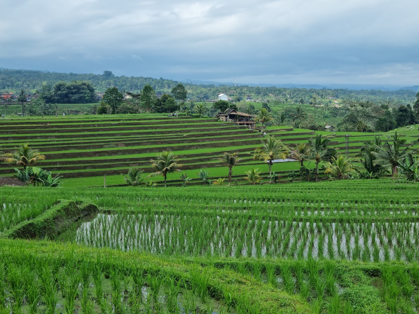 Jatiluwih Rice Terraces