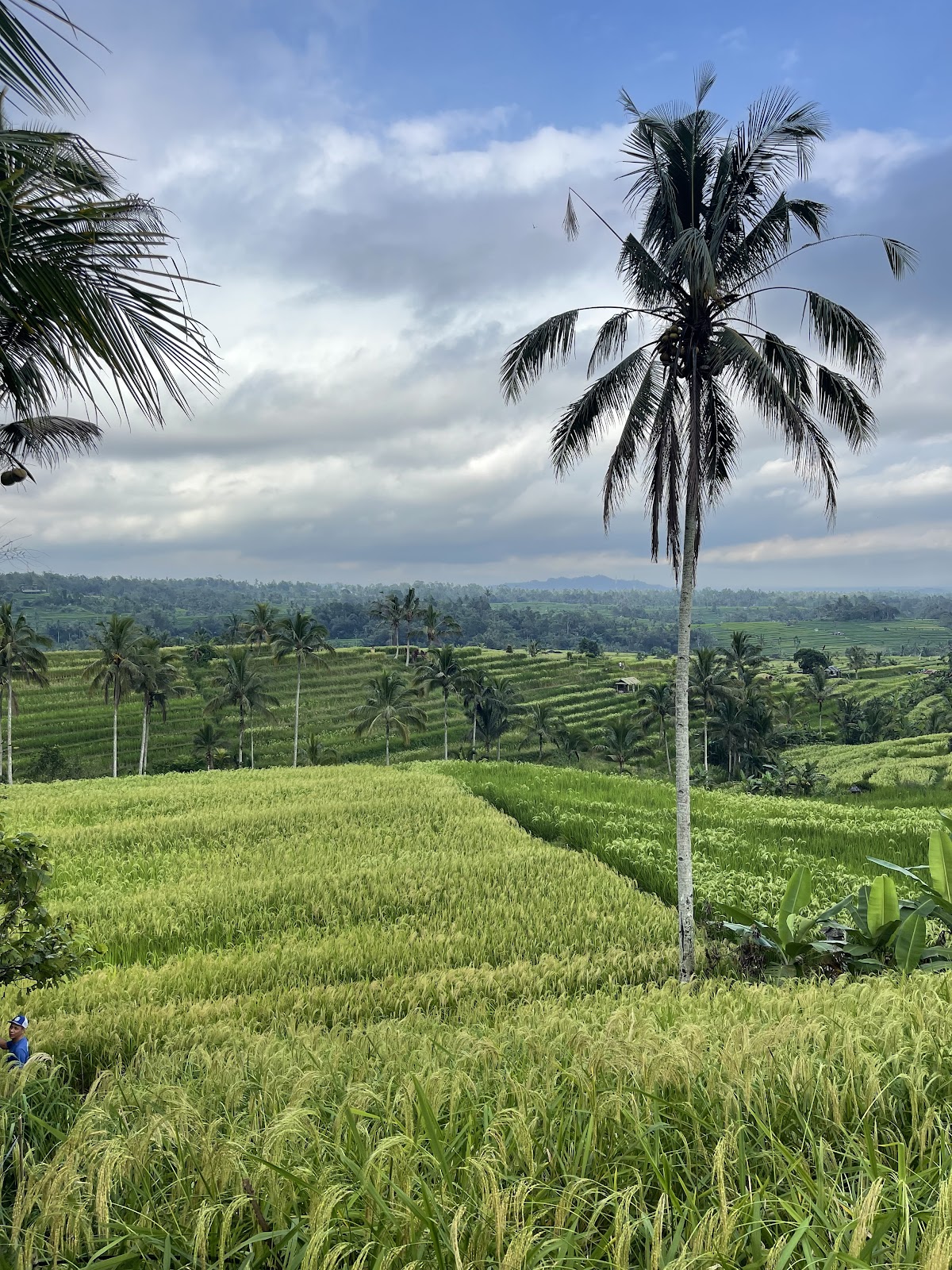 Jatiluwih Rice Terraces