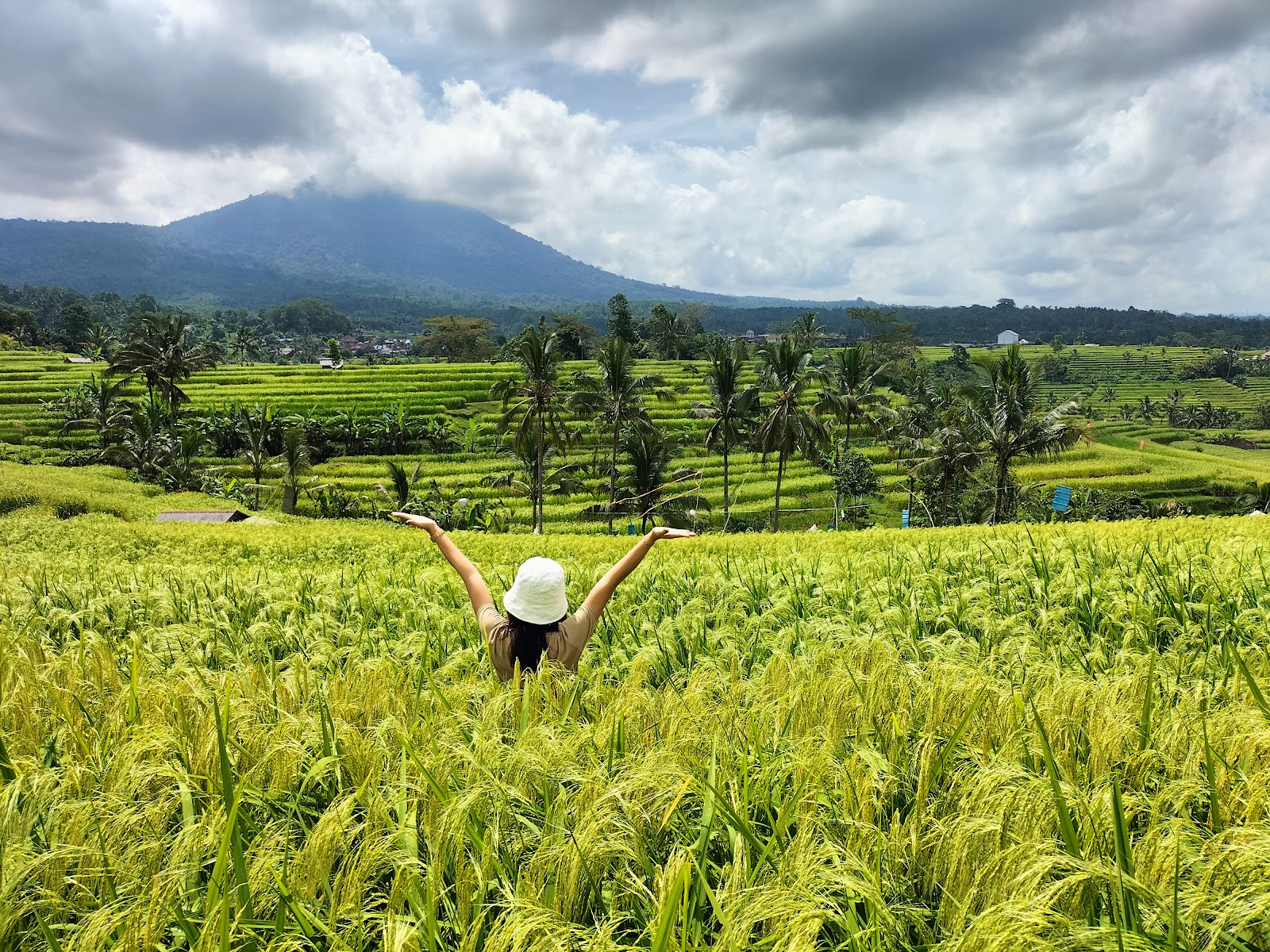 Jatiluwih Rice Terraces