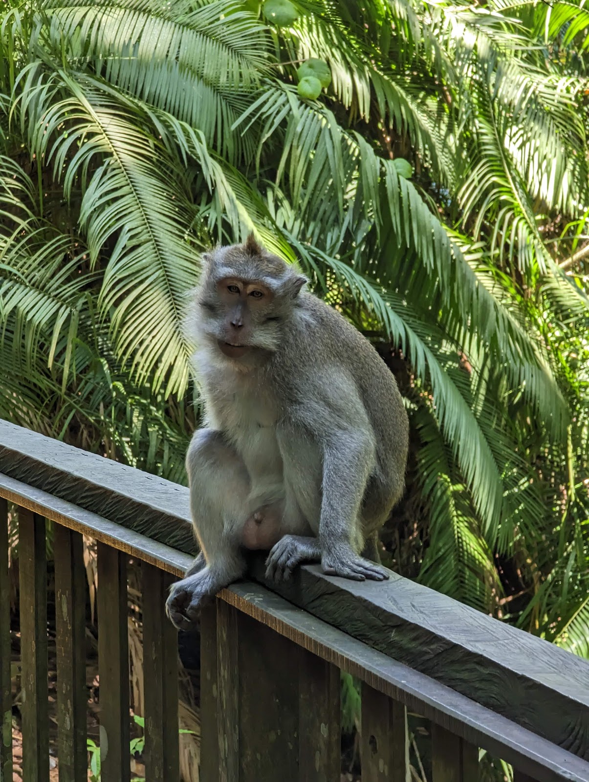 Sacred Monkey Forest Sanctuary