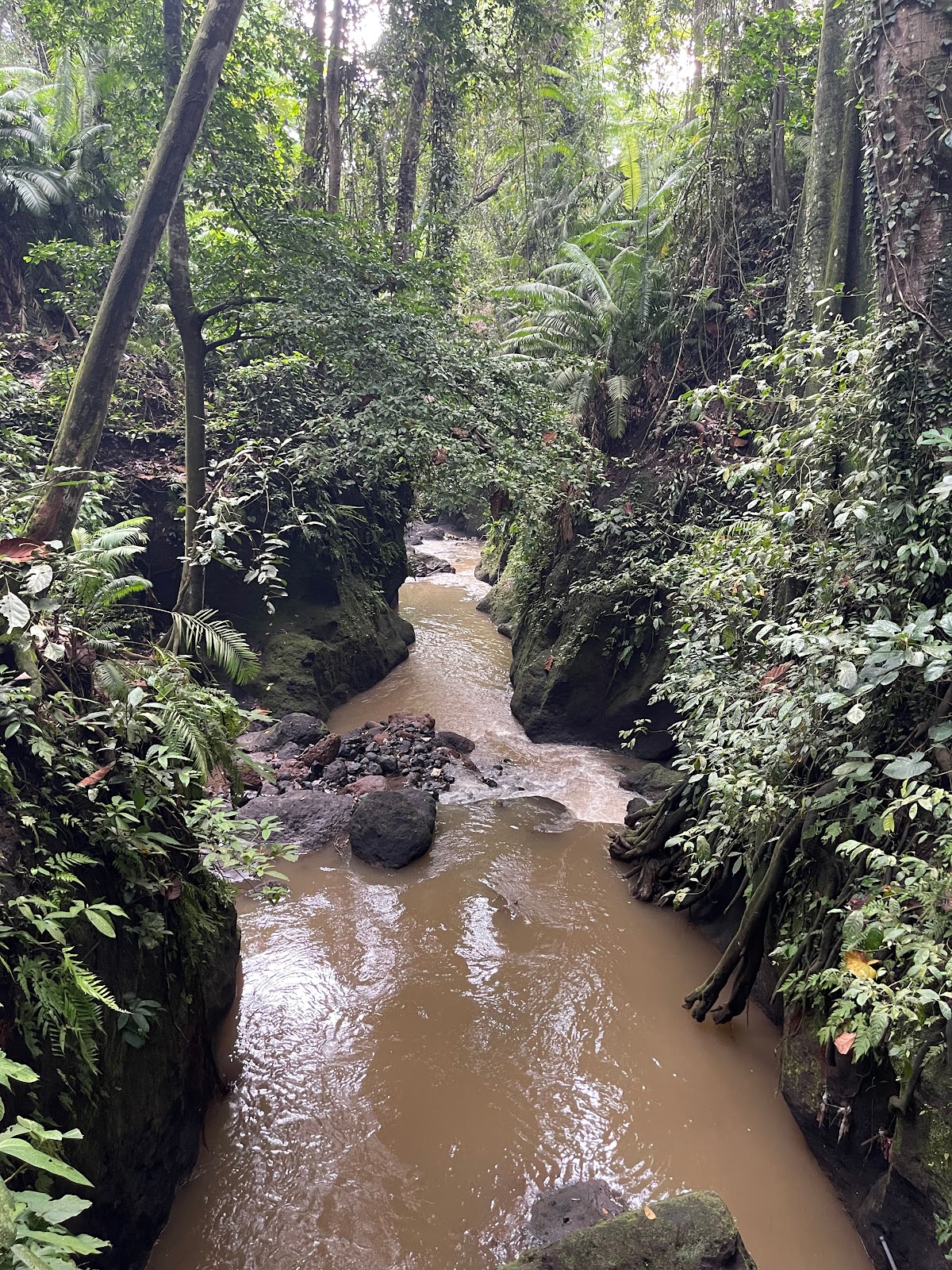 Sacred Monkey Forest Sanctuary