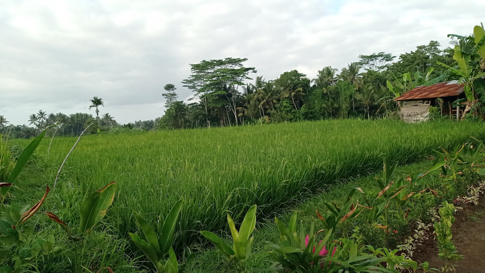 School Empathy School (International, Ubud) 100776