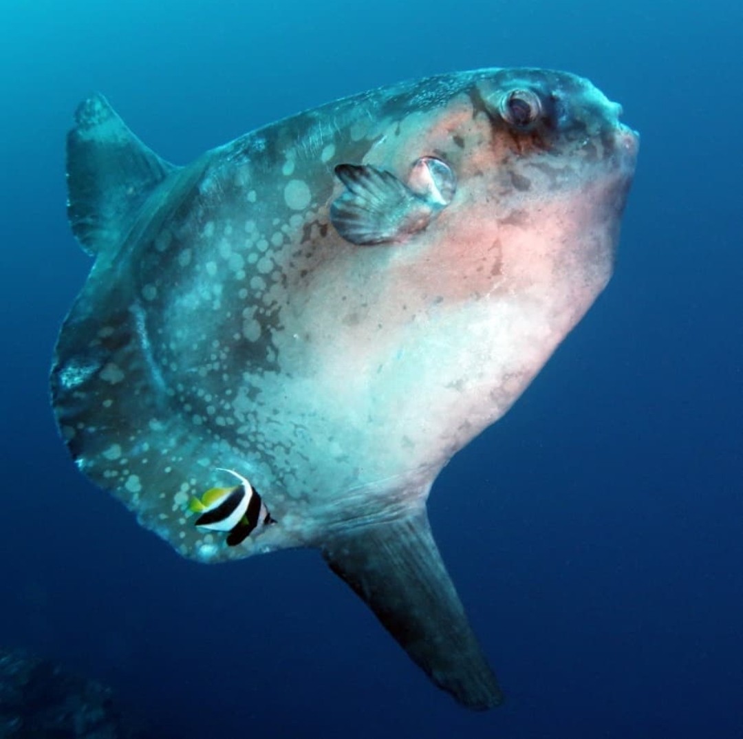 Ocean Dive League IDC center