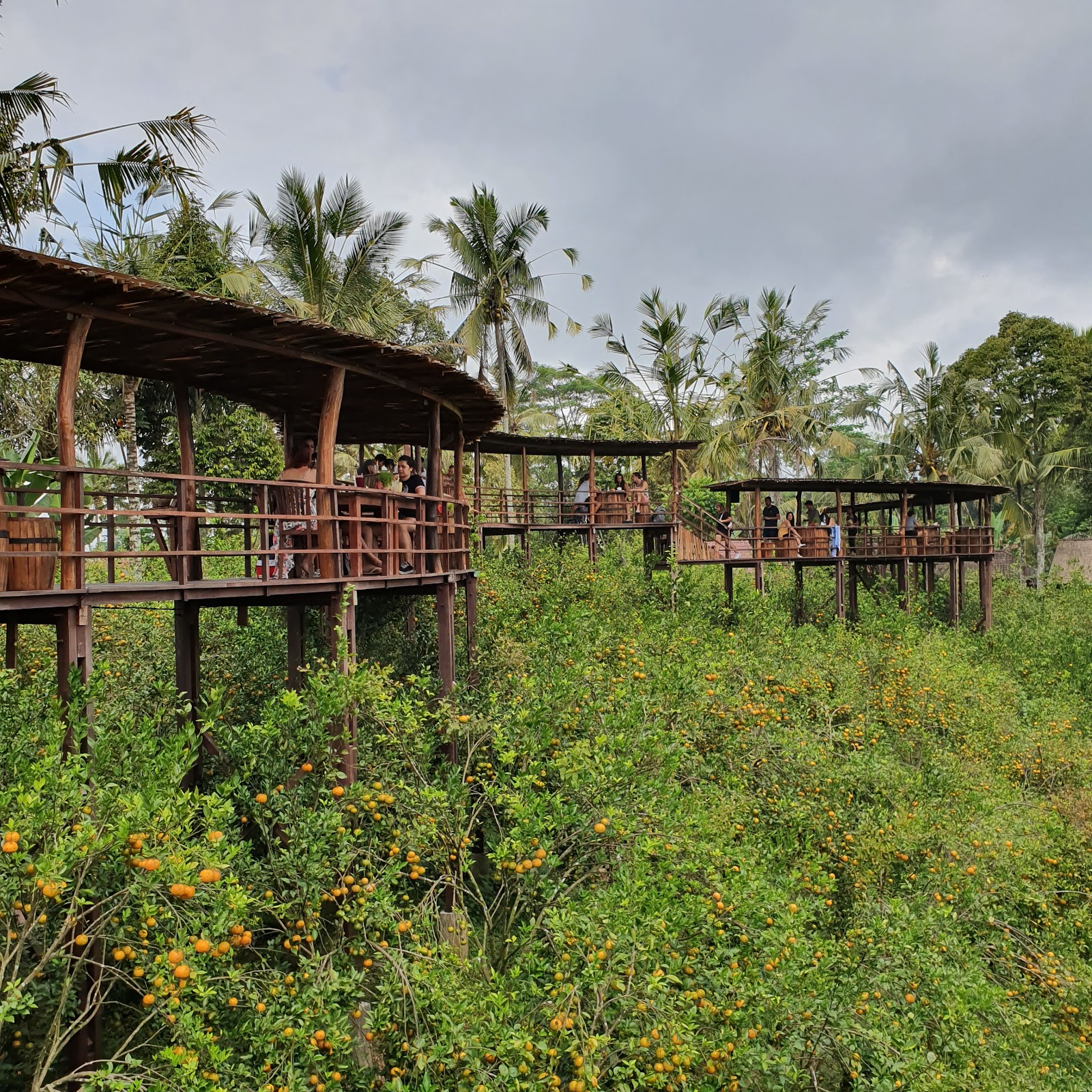 Coffee plantation OKA Agriculture Bali 154189