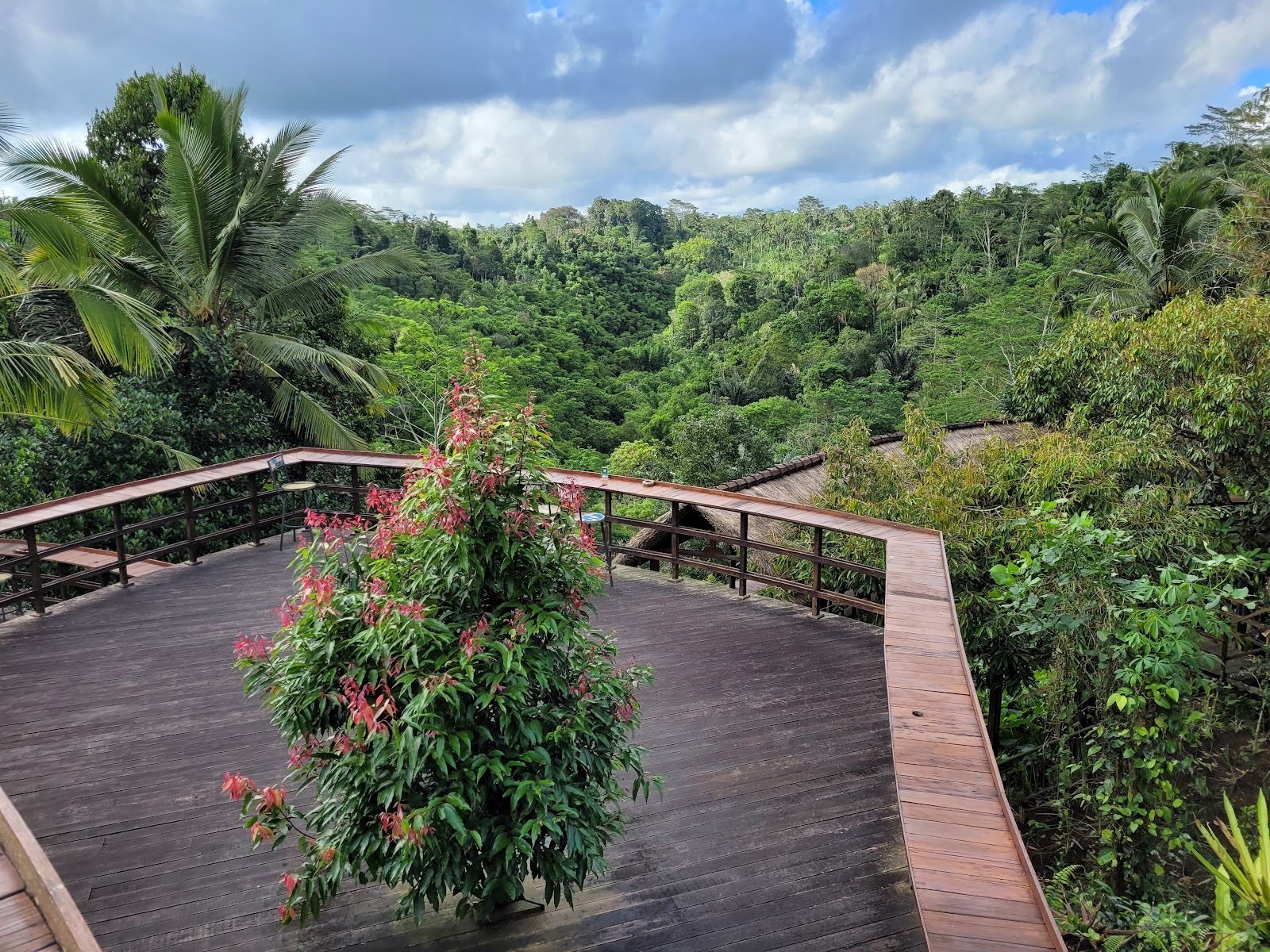 Coffee plantation OKA Agriculture Bali 154191