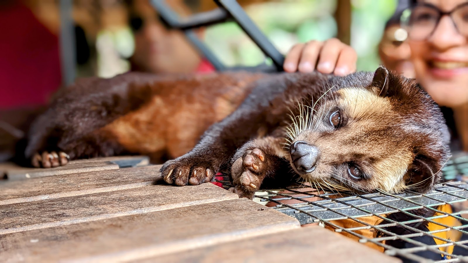 Lumbung Sari House Of Luwak Coffee