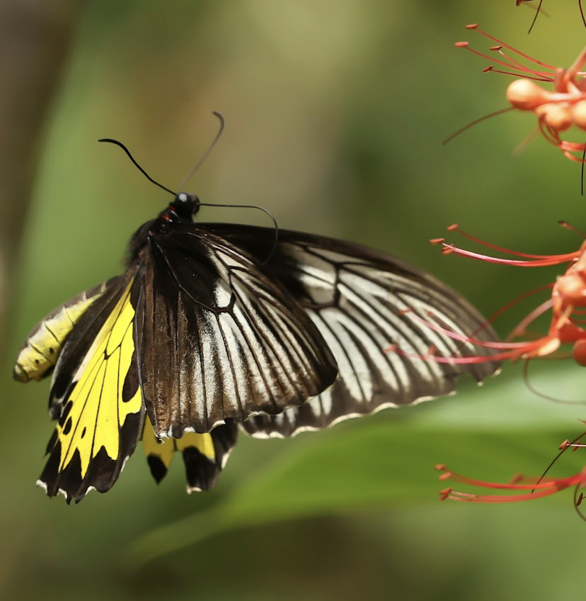 Butterfly Park