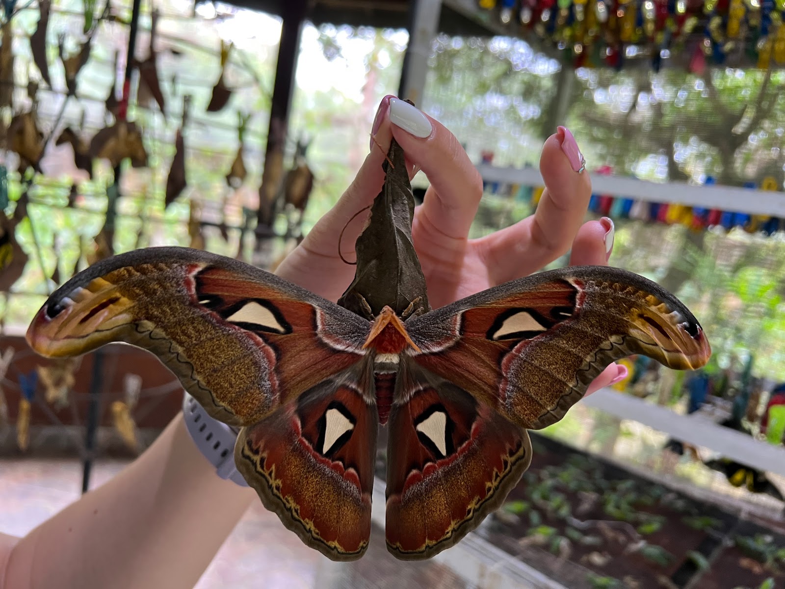 Butterfly Park