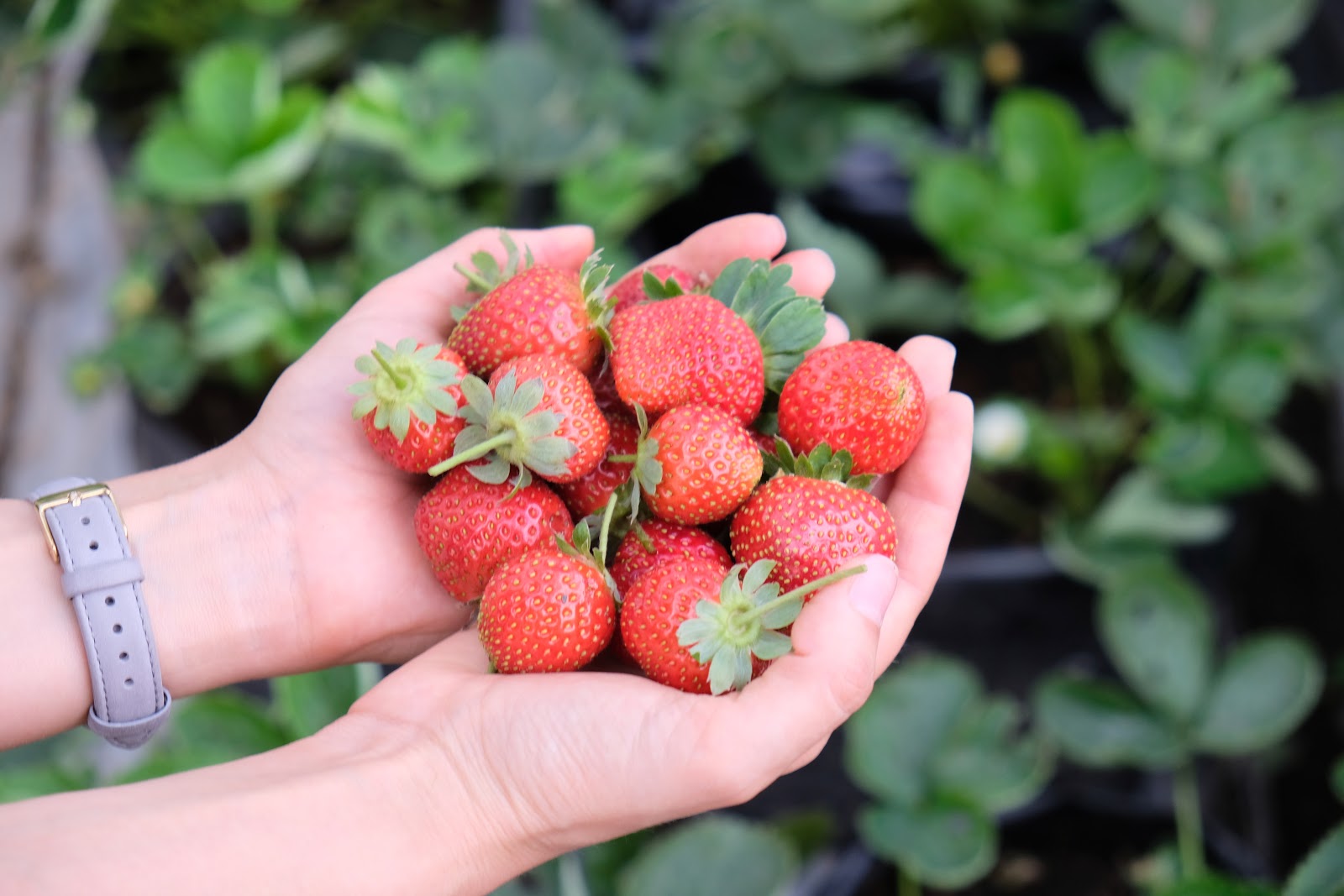 Strawberry Shops And Plantation