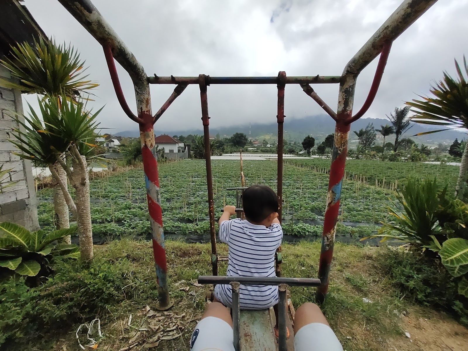 Strawberry Shops And Plantation