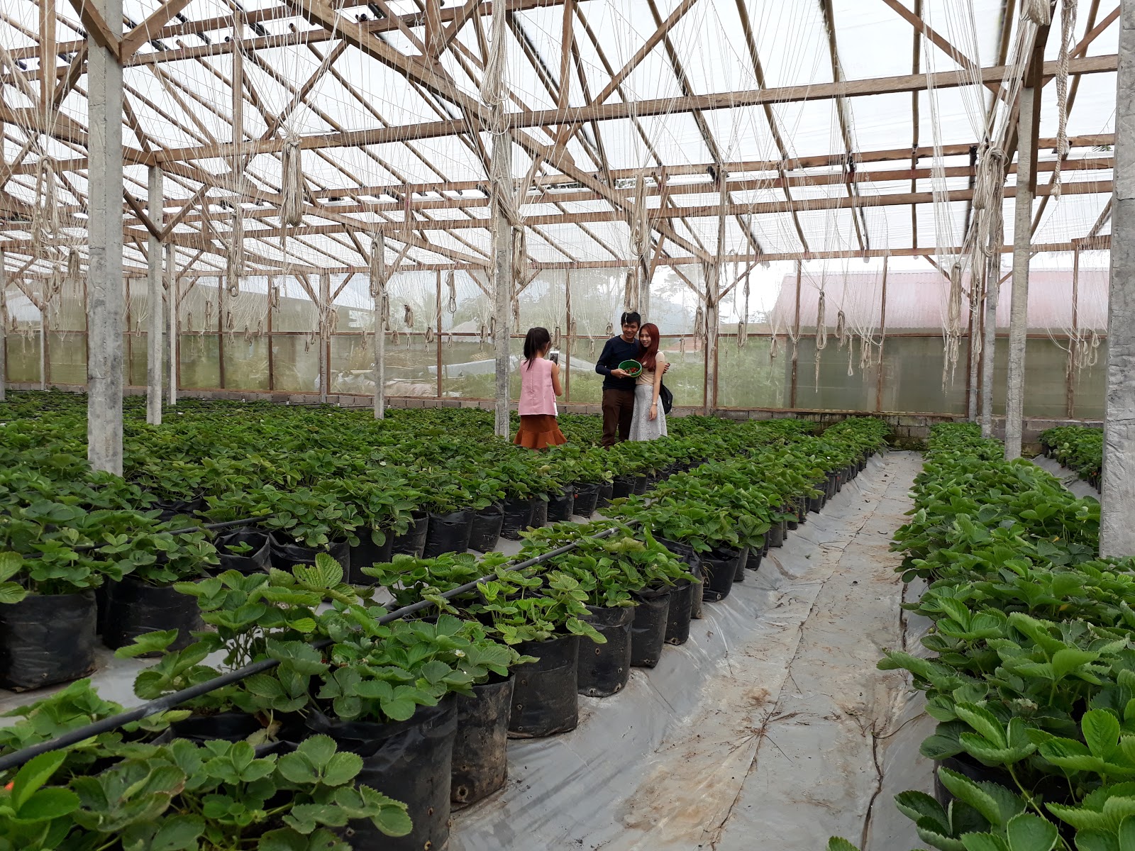 Shop Strawberry Shops And Plantation 101858