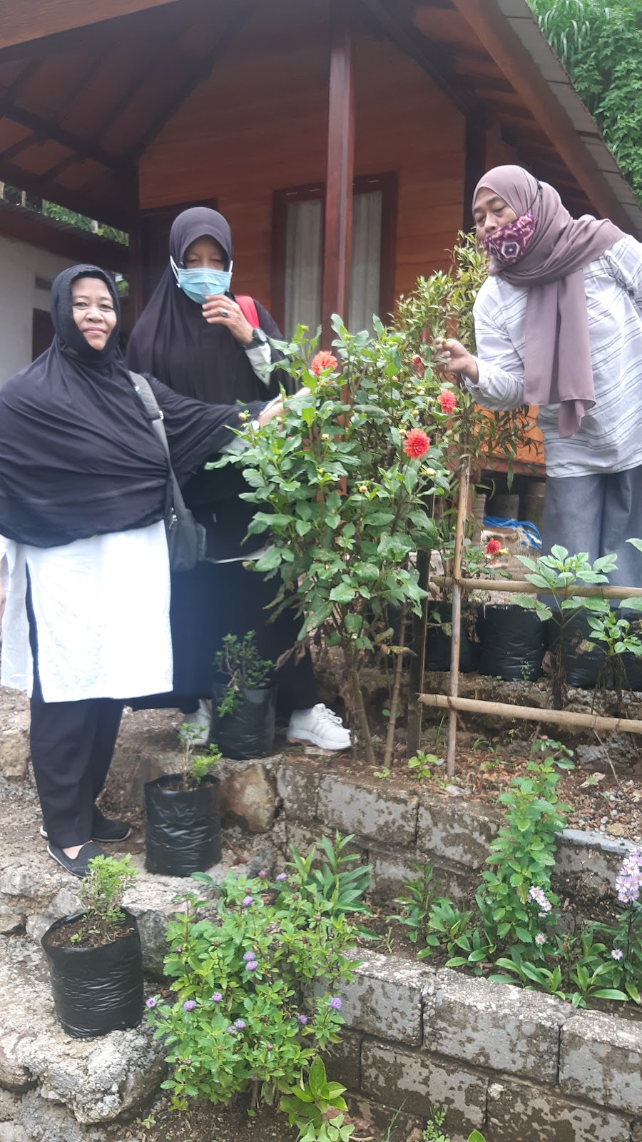 Strawberry Shops And Plantation