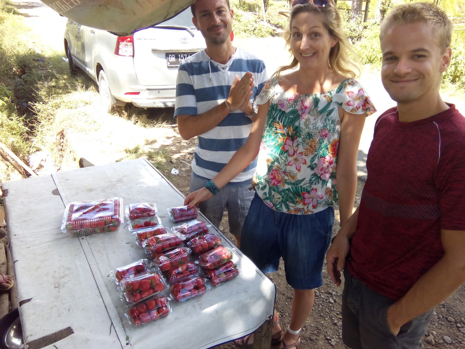 Strawberry Shops And Plantation