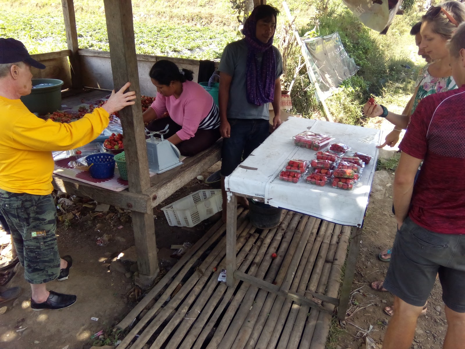 Strawberry Shops And Plantation