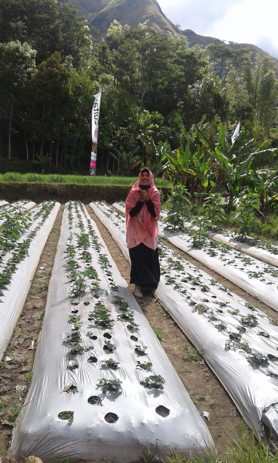 Strawberry Shops And Plantation