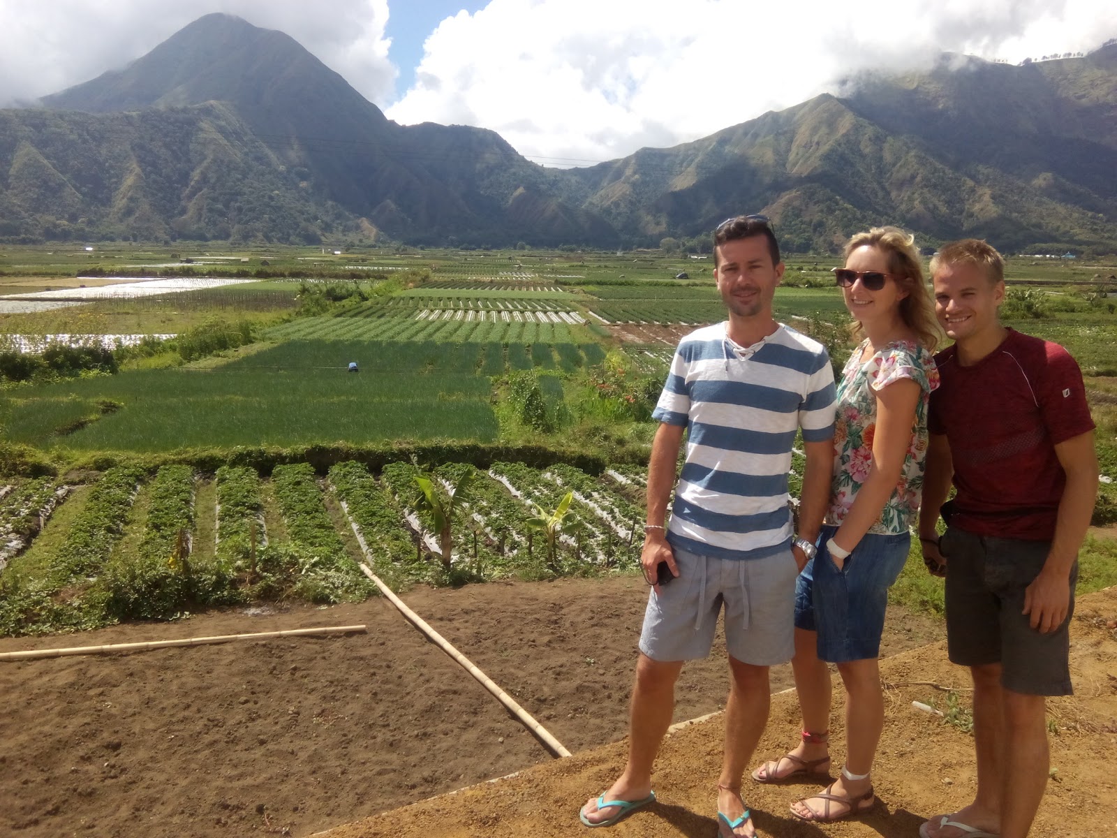 Strawberry Shops And Plantation