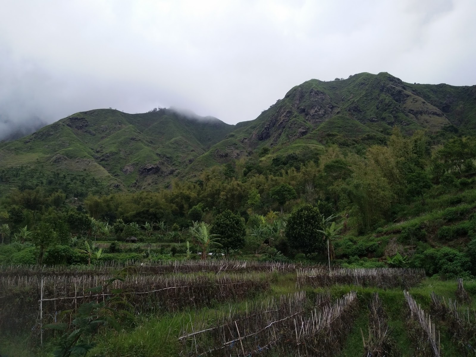 Strawberry Shops And Plantation