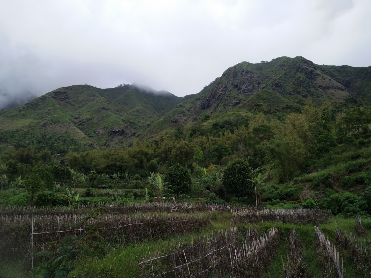 Strawberry Shops And Plantation
