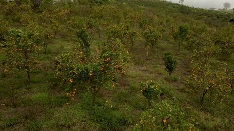 Buah Bali Fruits