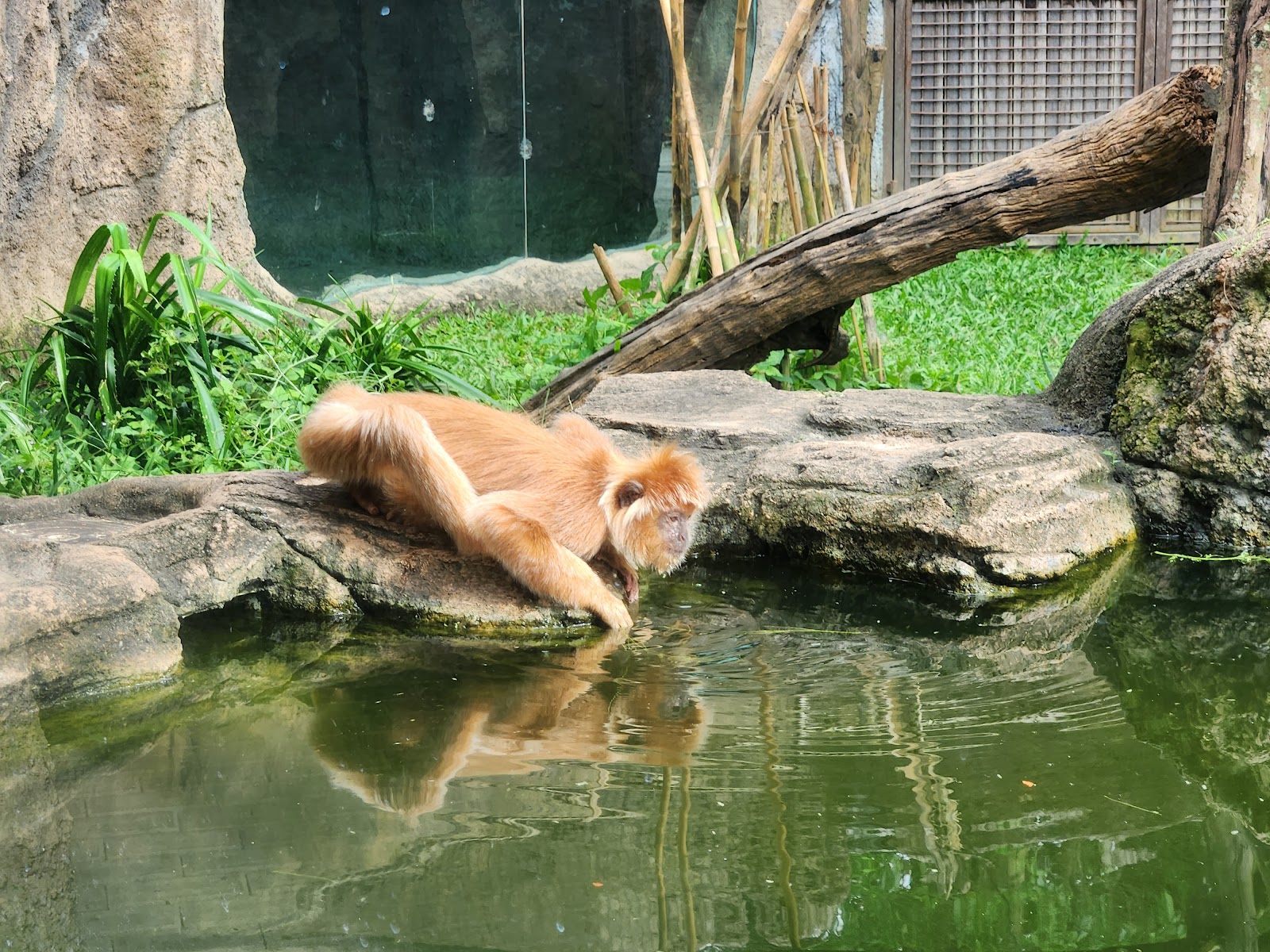 Zoo Bali Zoo 154097