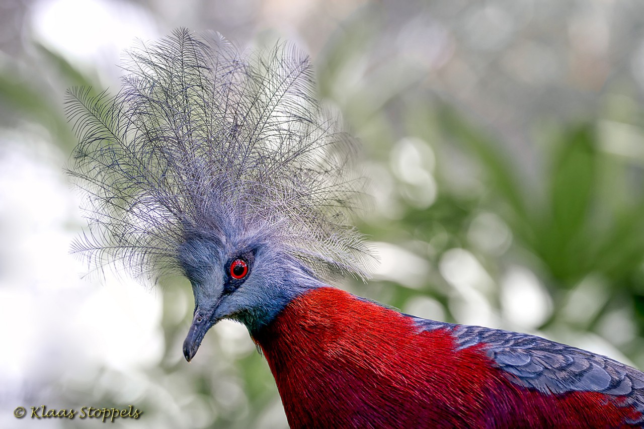 Bali Bird Park