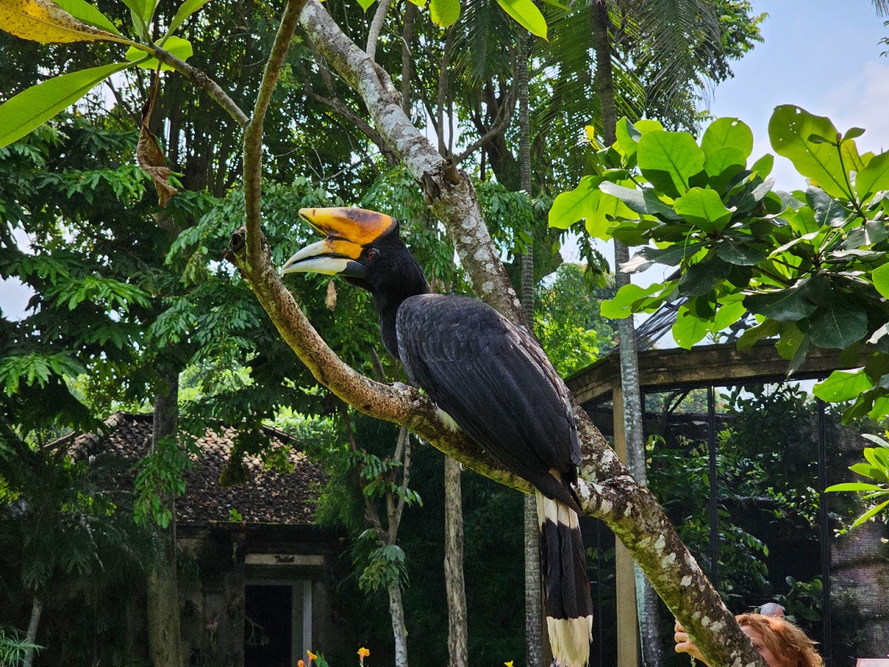 Bali Bird Park