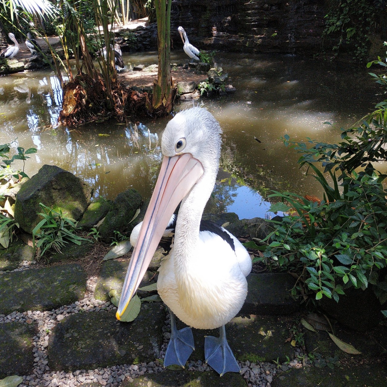 Bali Bird Park