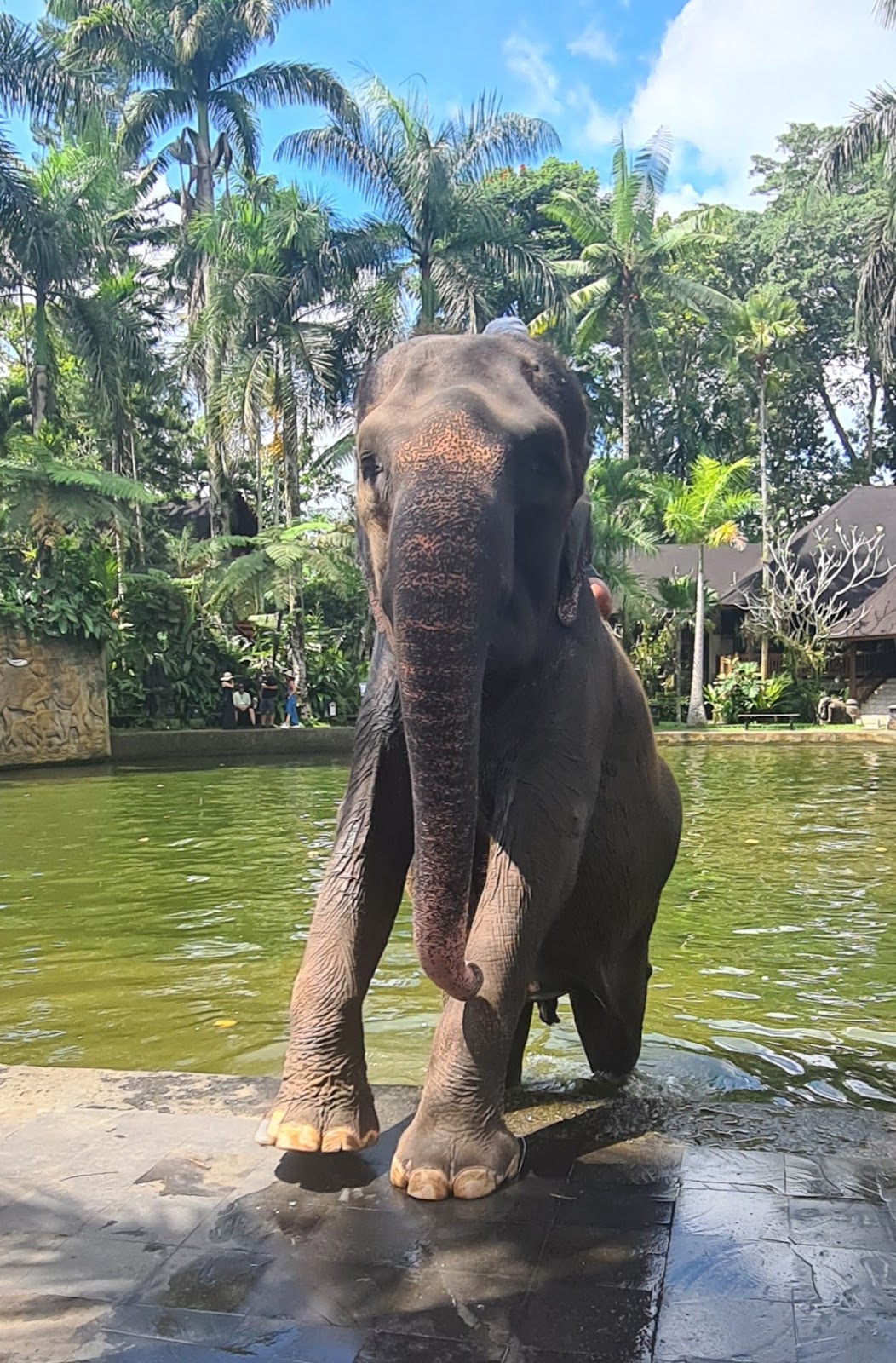 Park Elephant Safari Park Lodge Bali 143684