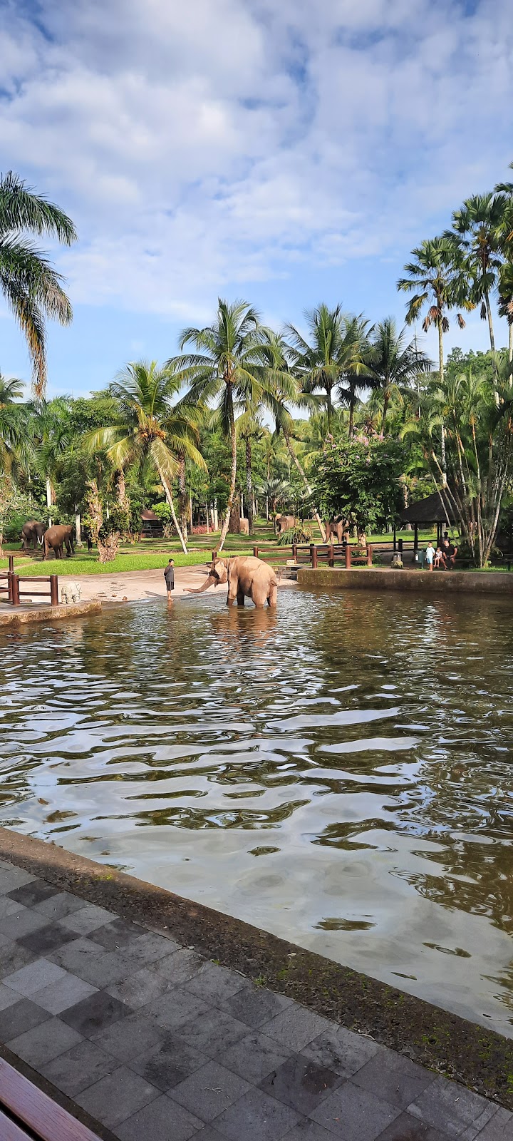 Park Elephant Safari Park Lodge Bali 143688