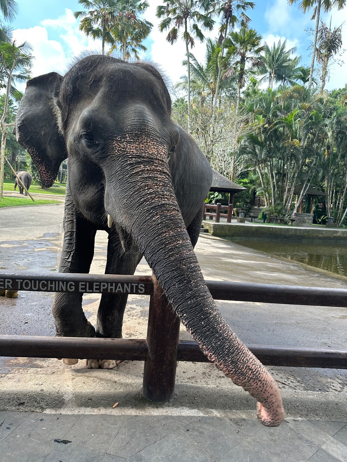 Elephant Safari Park Lodge Bali