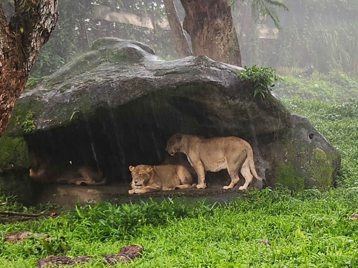 Park Bali Safari and Marine Park 101724