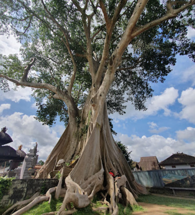 Bayan Ancient Tree