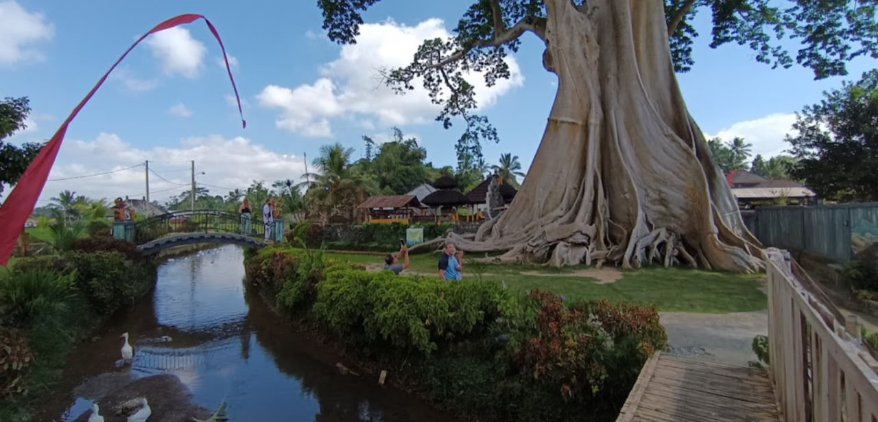 Bayan Ancient Tree