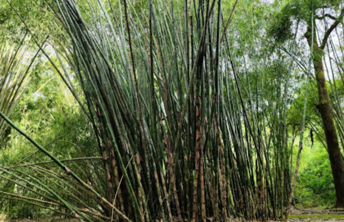 Forest Bamboo Garden 142245