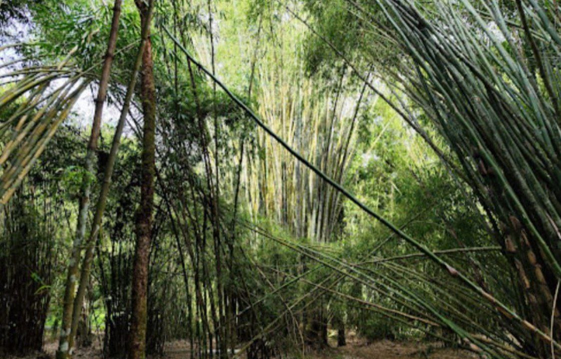 Forest Bamboo Garden 142244