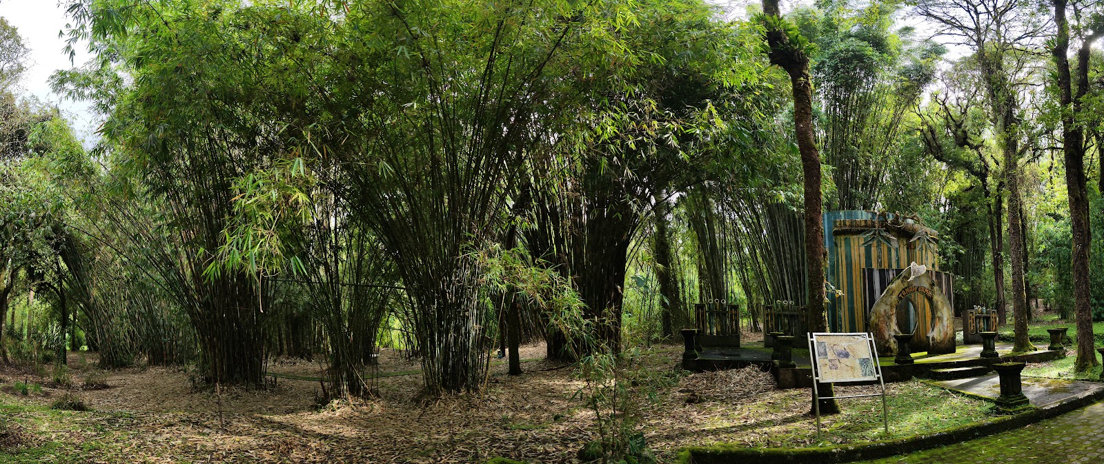 Forest Bamboo Garden 142243