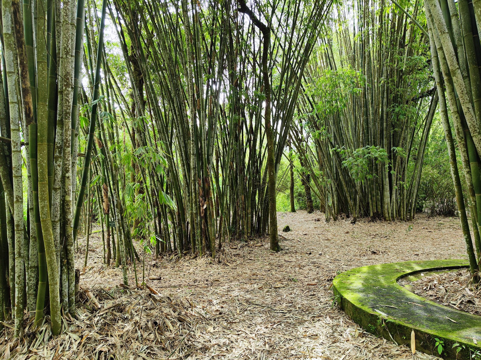 Forest Bamboo Garden 142247