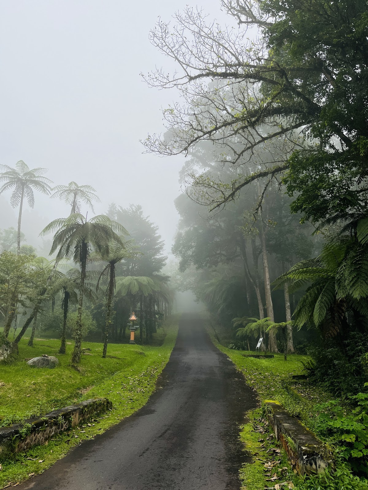 Park Fern Garden 153917