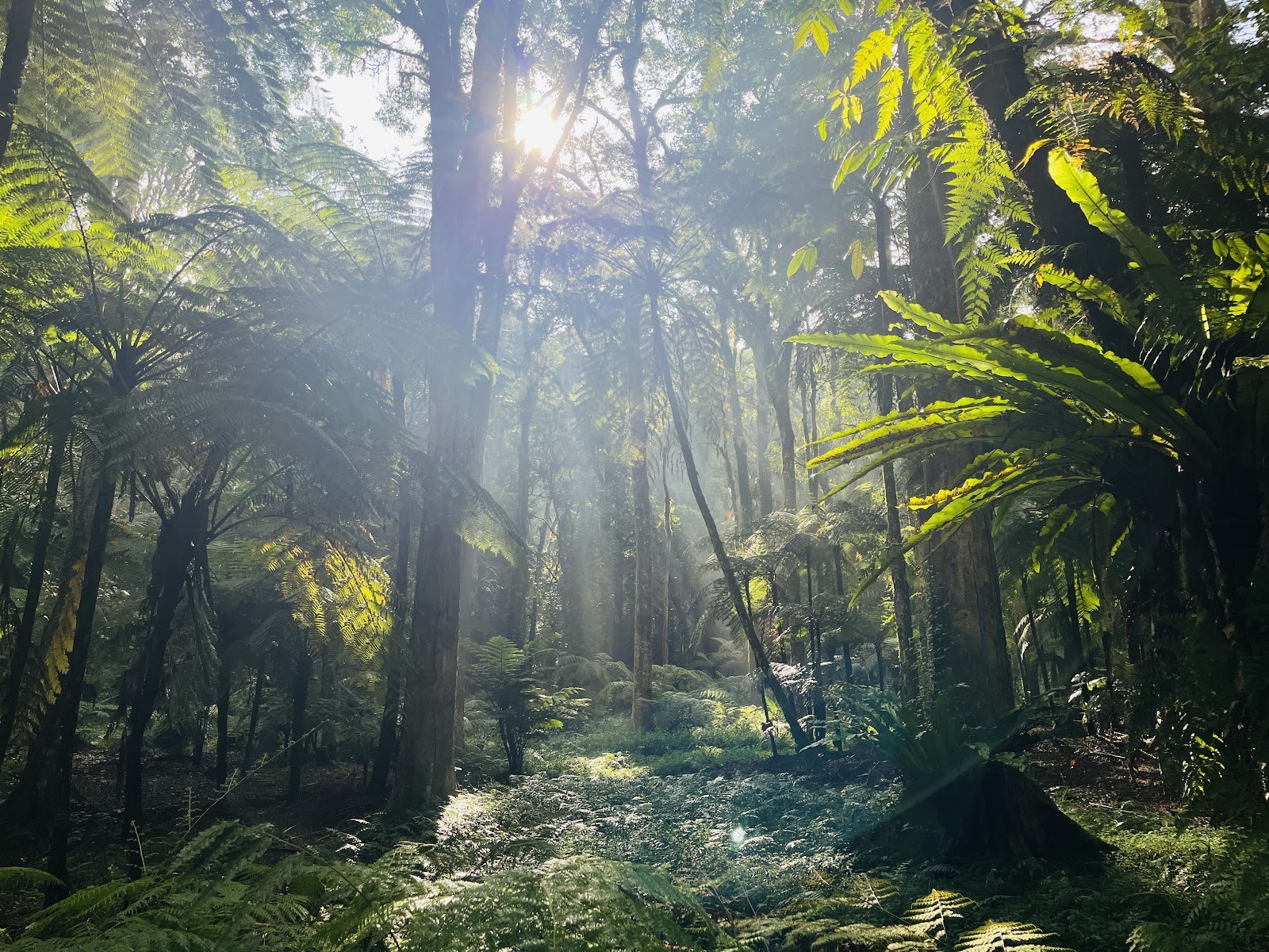 Fern Garden