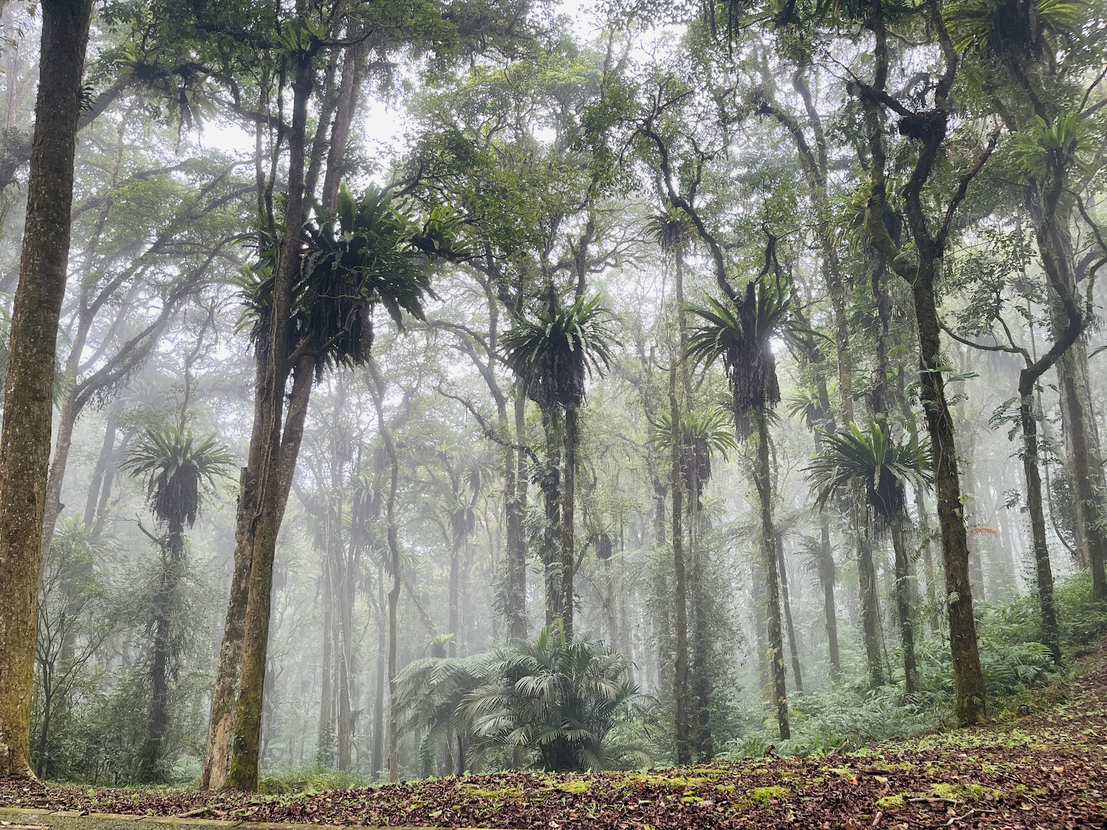 Park Fern Garden 63859